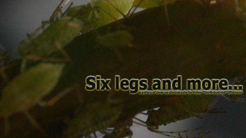 Six legs and more - a gallery of close-up photographs by Volker "DonRobodroid" Uffelmann